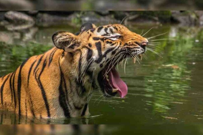 The tigress Gauri
