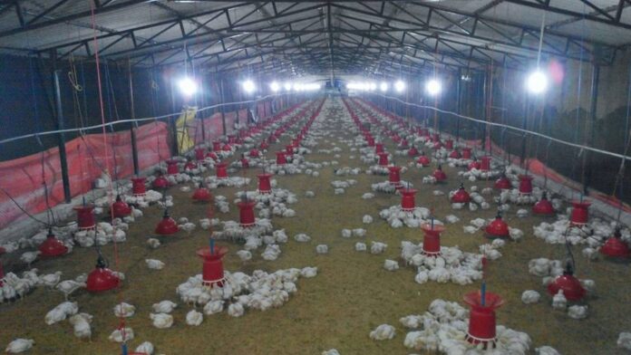 SMALL SCALE COMMERCIAL BROILER FARMING FOR PRODUCTION OF MEAT