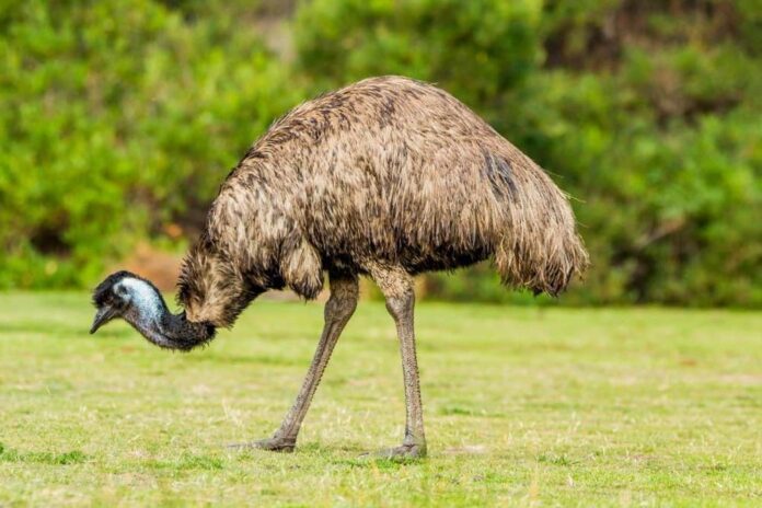 Behaviour of Emu Birds