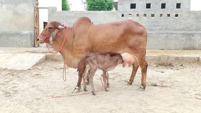LOW PRODUCTIVITY OF INDIAN DAIRY ANIMALS: CHALLENGES AND MITIGATION STRATEGIES