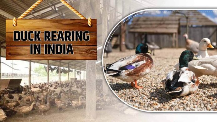 INDIAN DUCK FARMING'S POTENTIAL AND RISING TRENDS