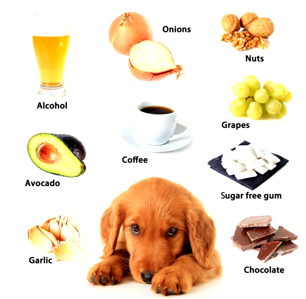 toxic-and-dangerous-food-you-must-never-give-to-your-dog-pashudhan-praharee