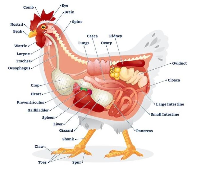AVIAN ANATOMY:  TERMINOLOGIES ON STRUCTURAL ADAPTATION AND ASSOCIATED FUNCTIONS   IN CHICKEN