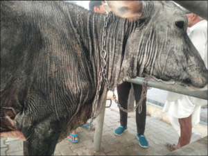 deficiency of zinc in cattle 