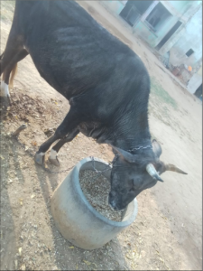 deficiency of zinc in cattle 